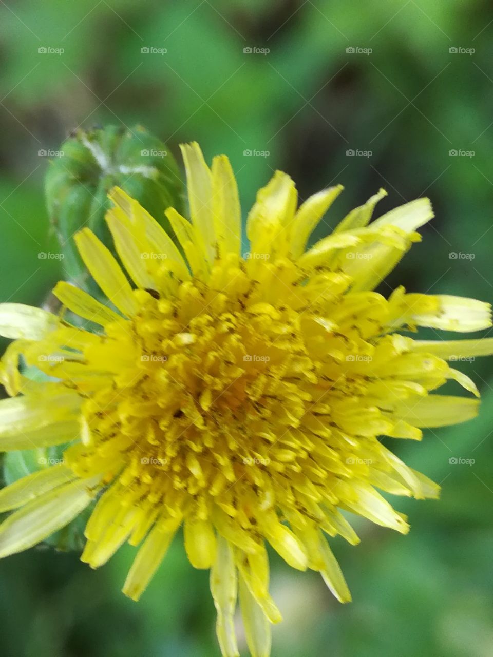 Yellow Flower. Summer.