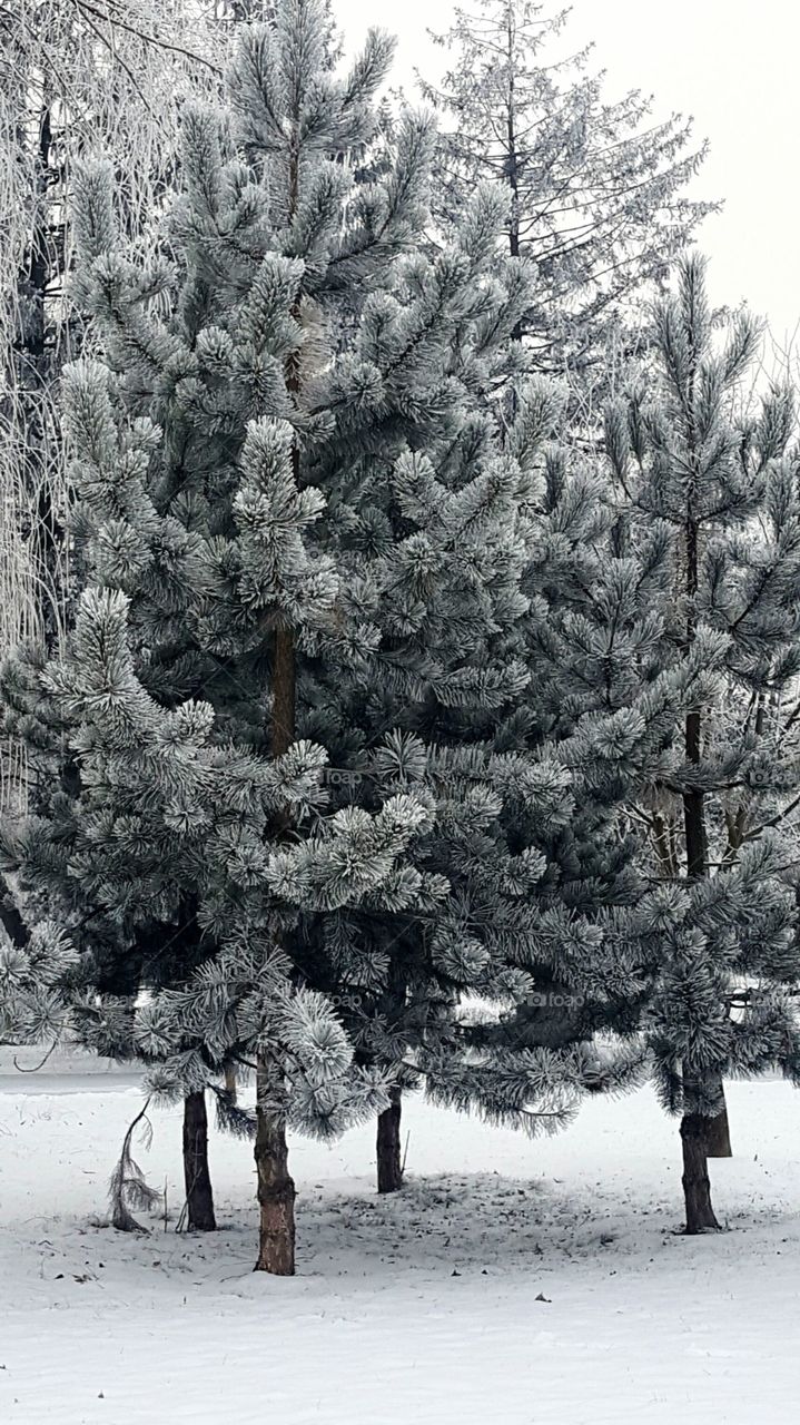 winter on the tree