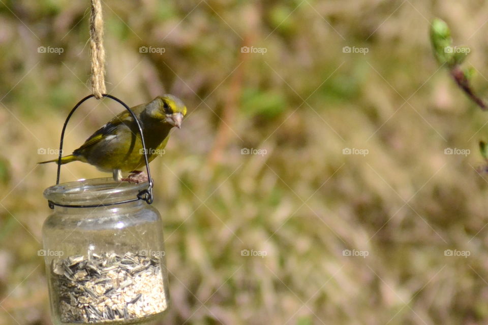 Chaffinch bird on bird feeder