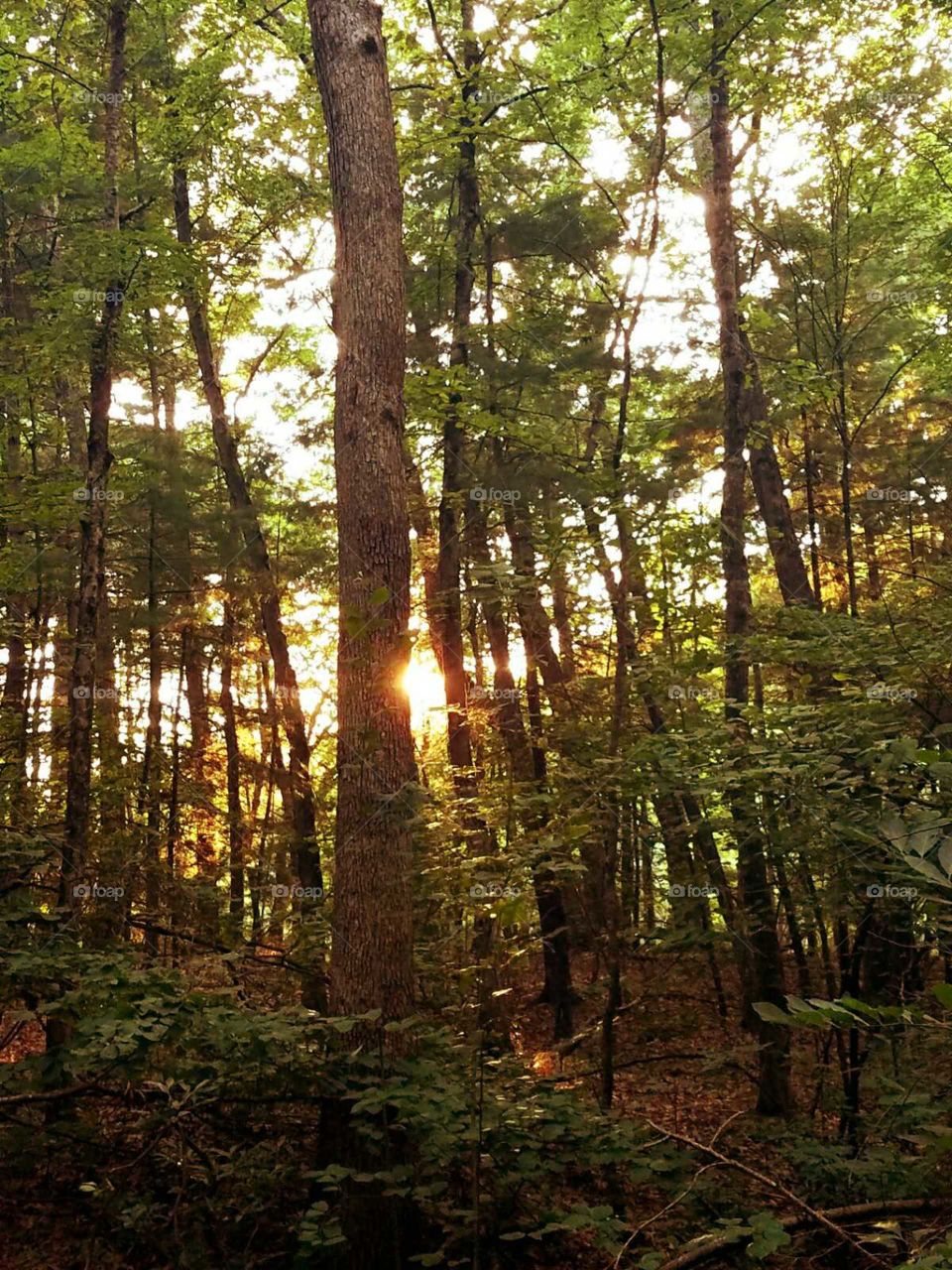 Sunlight through the woods