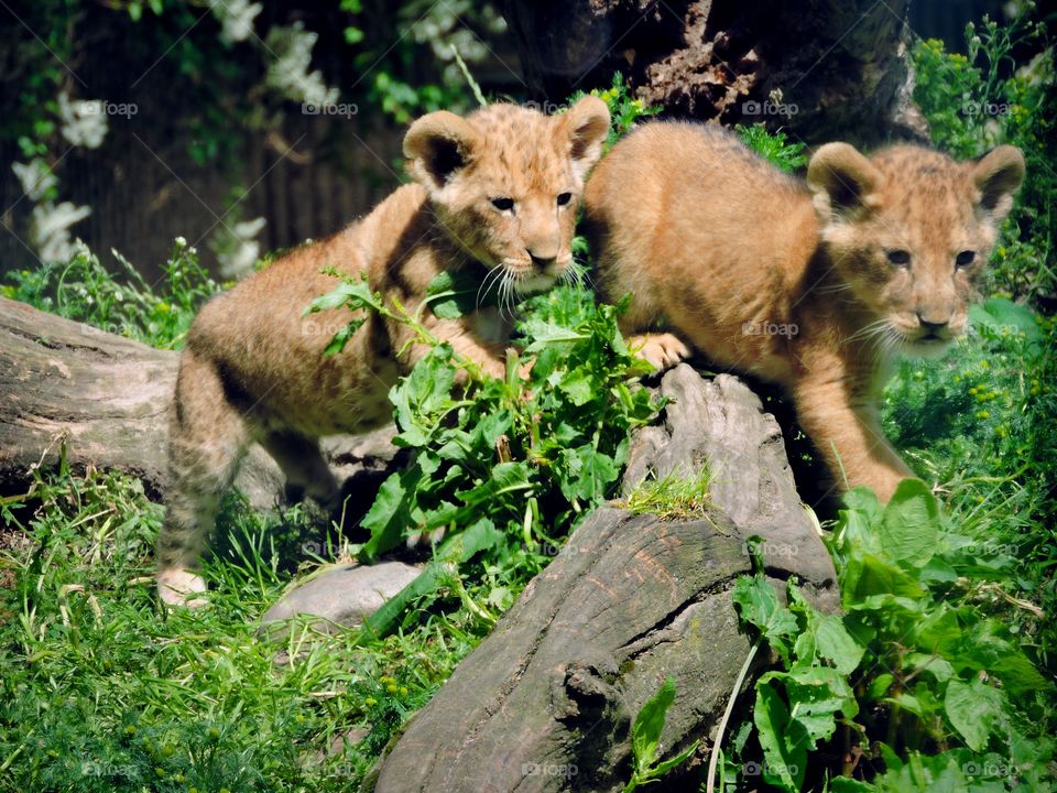 Baby lions in Copenhagen zoo