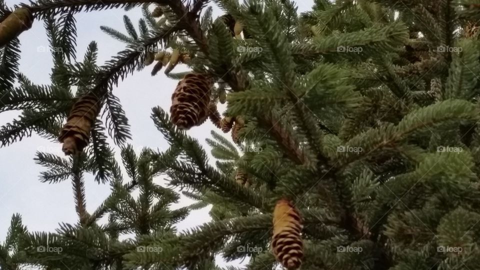 hanging pinecones