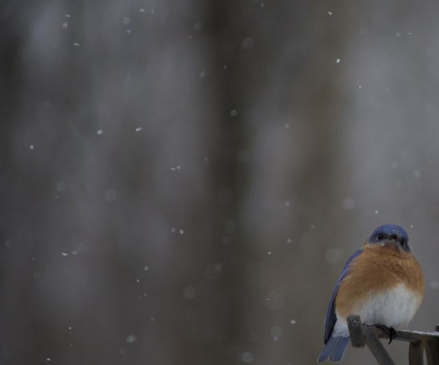 Curious SnowFlake; Eastern Bluebird; Northeast Pennsylvania United States 