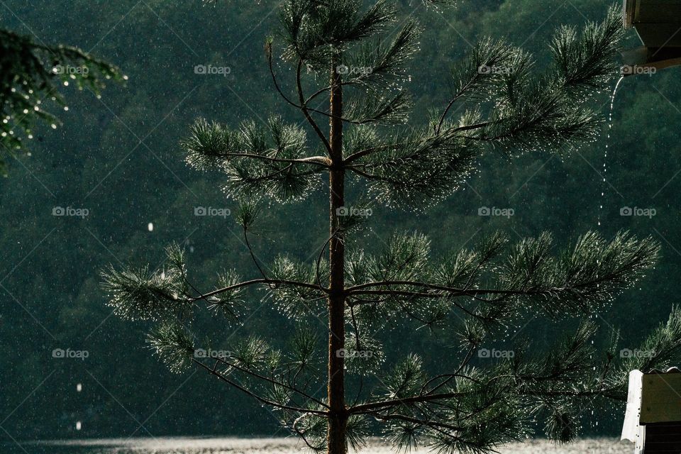Pine Tree In Rain