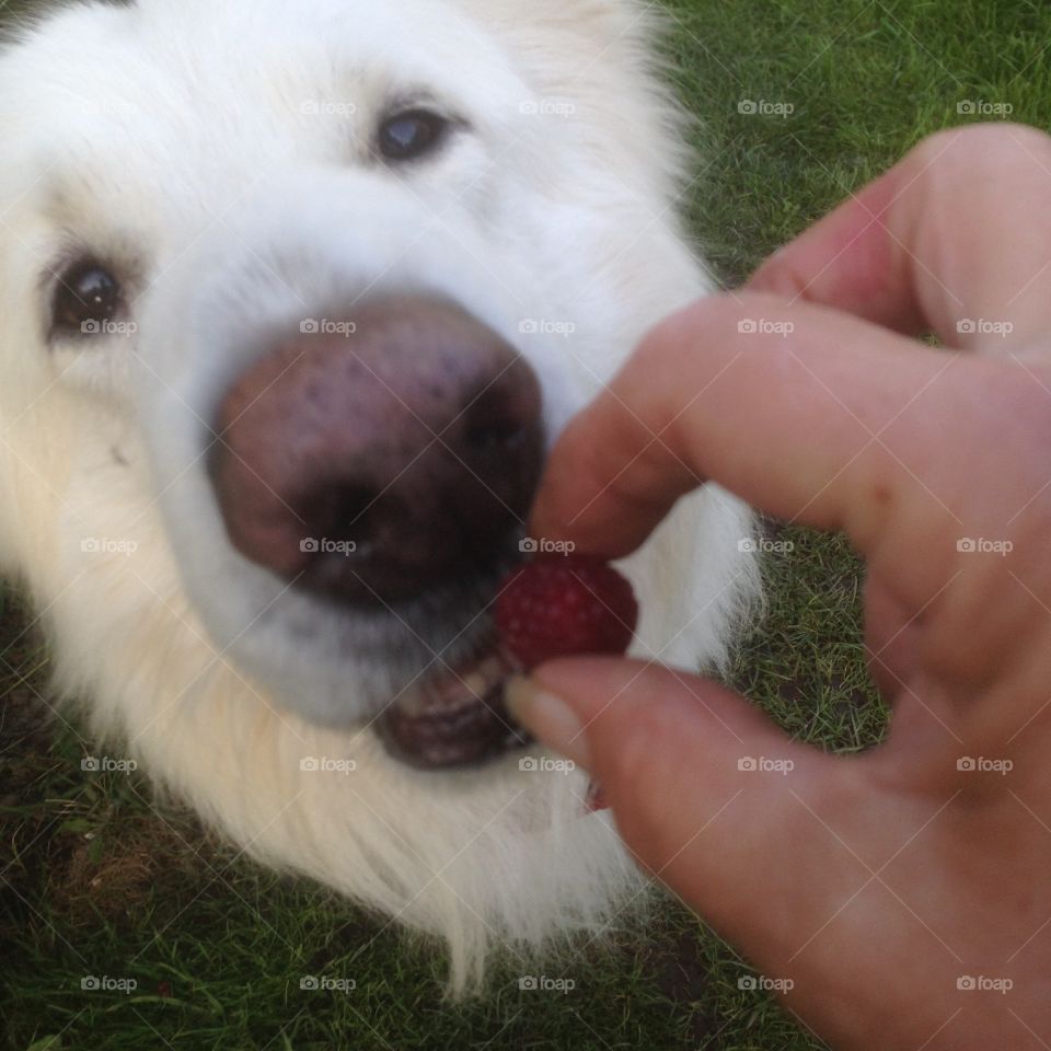 Yum yum. Sky boy loves Rasberrys