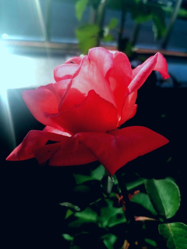 pink rose