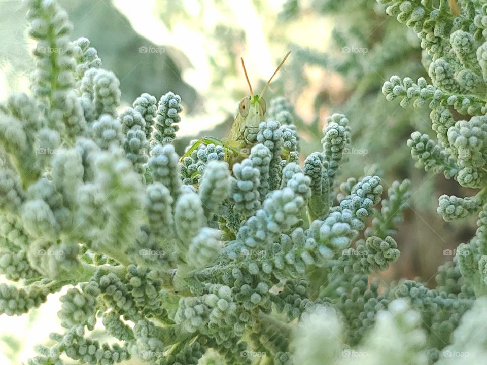 Green grasshopper head peering out from behind light green santonila leaves