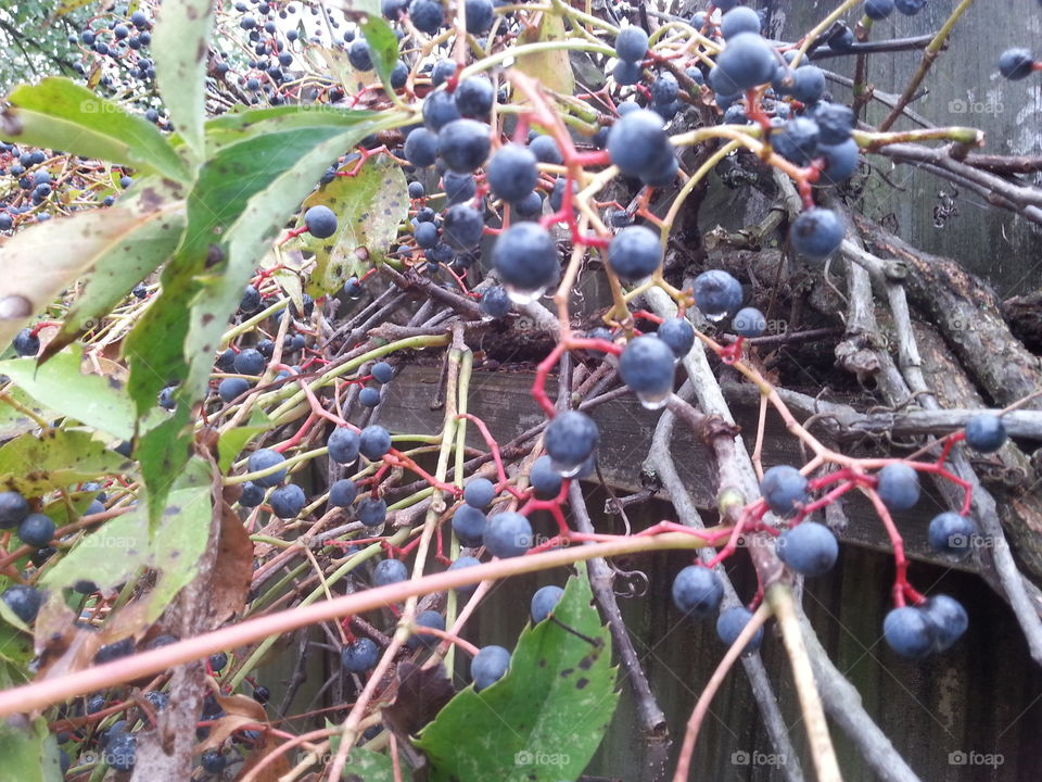 Fruit, Pasture, Leaf, Nature, No Person