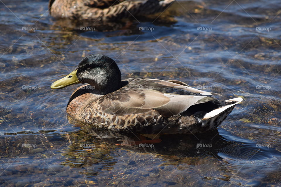 Duck and Water