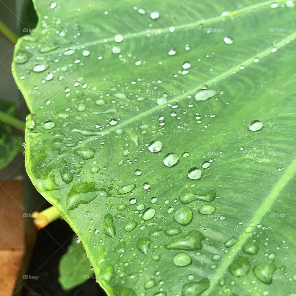 Water drops on leaf