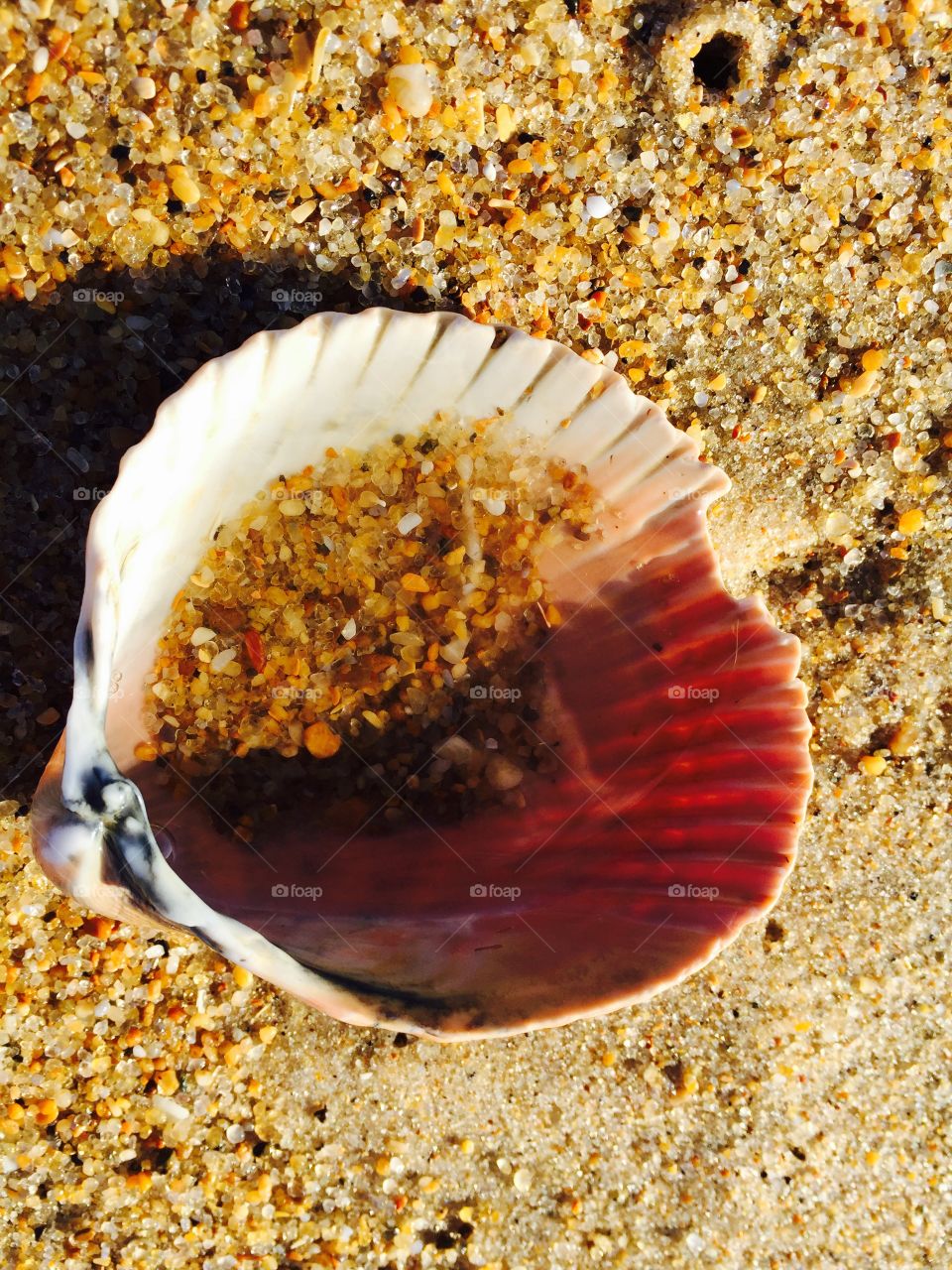 Seashell with water
