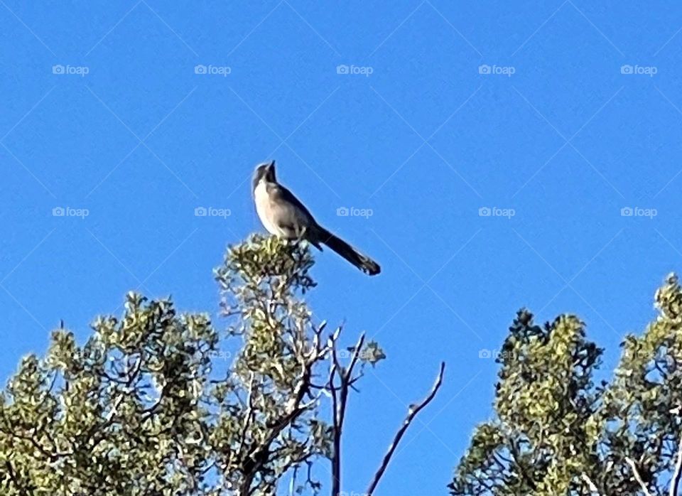 This bird was posing for the picture 