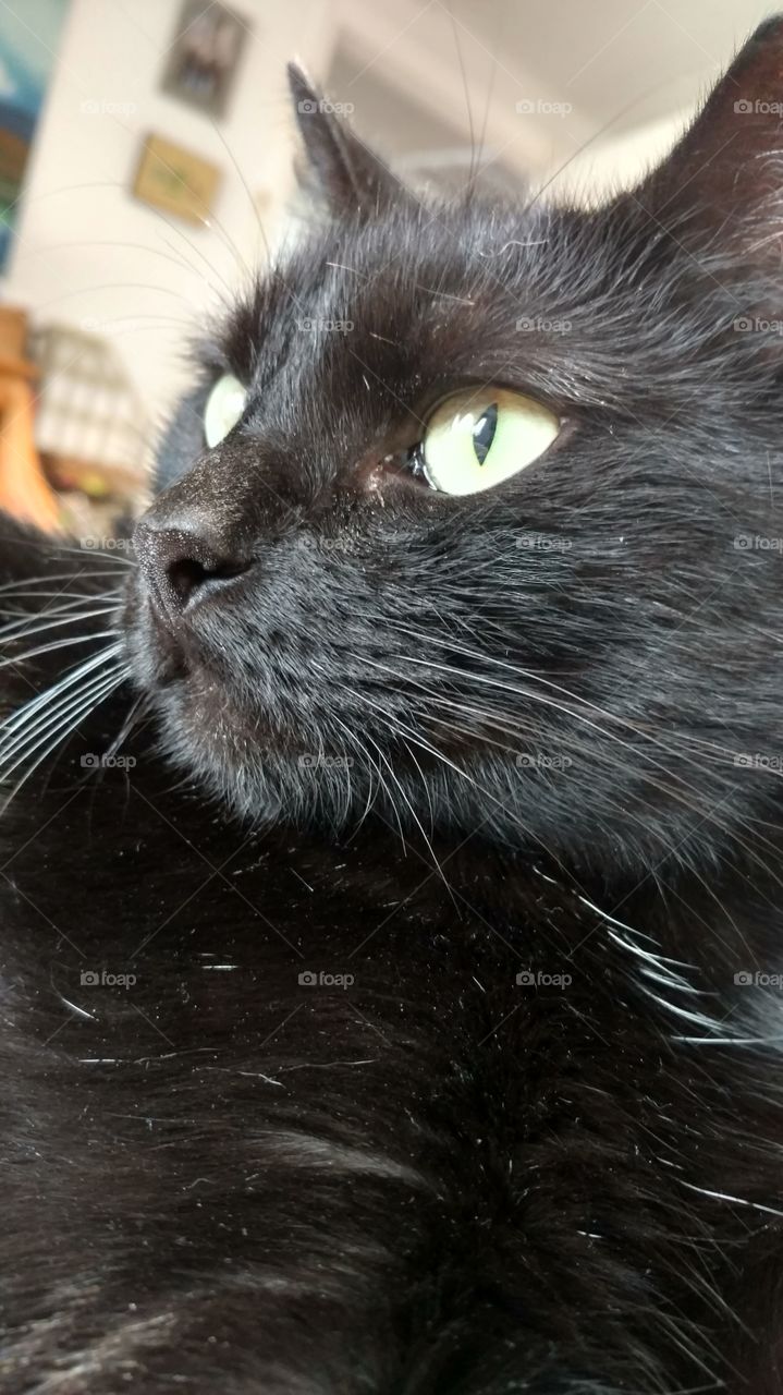 black kitty cat, looking into distance