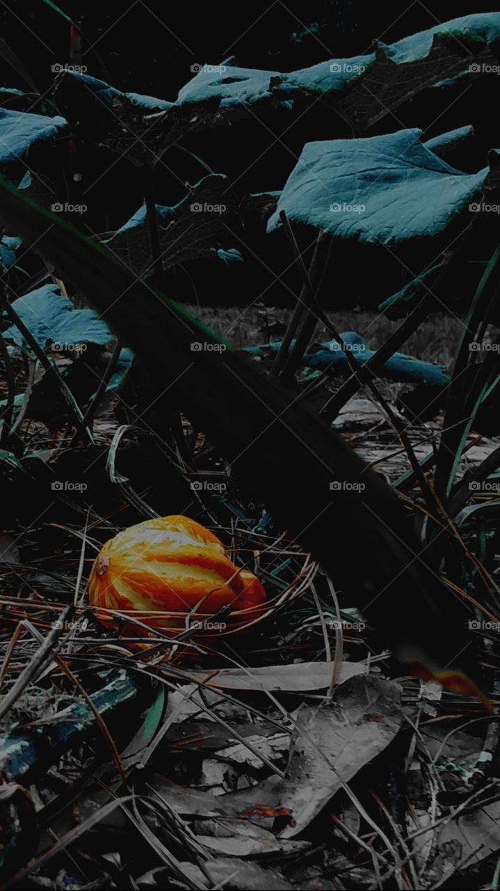 nightfall in the garden