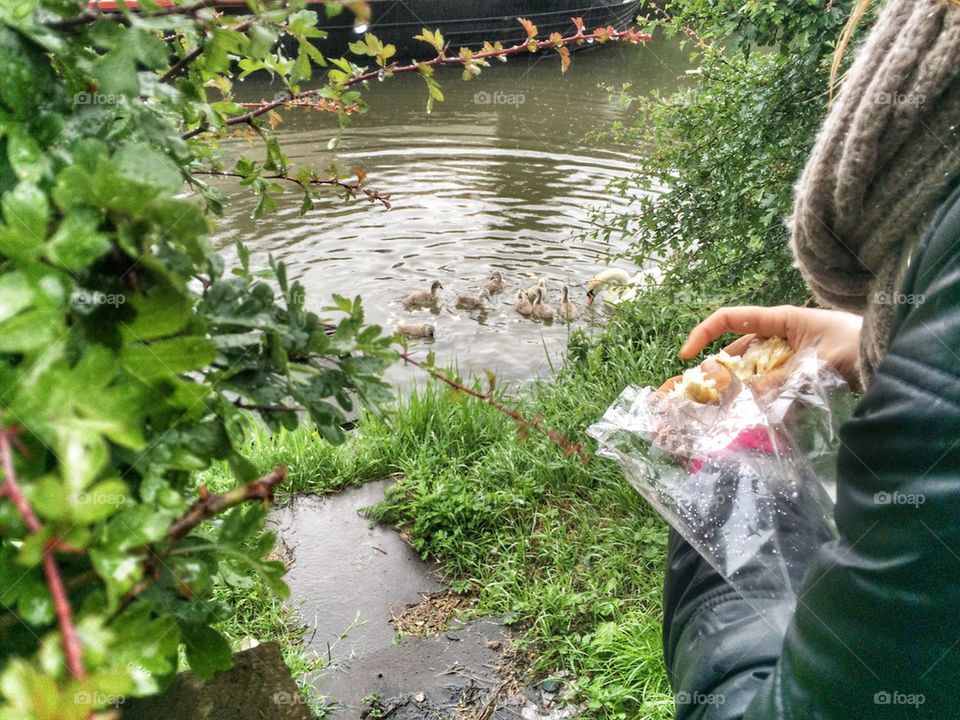 Feeding the swans