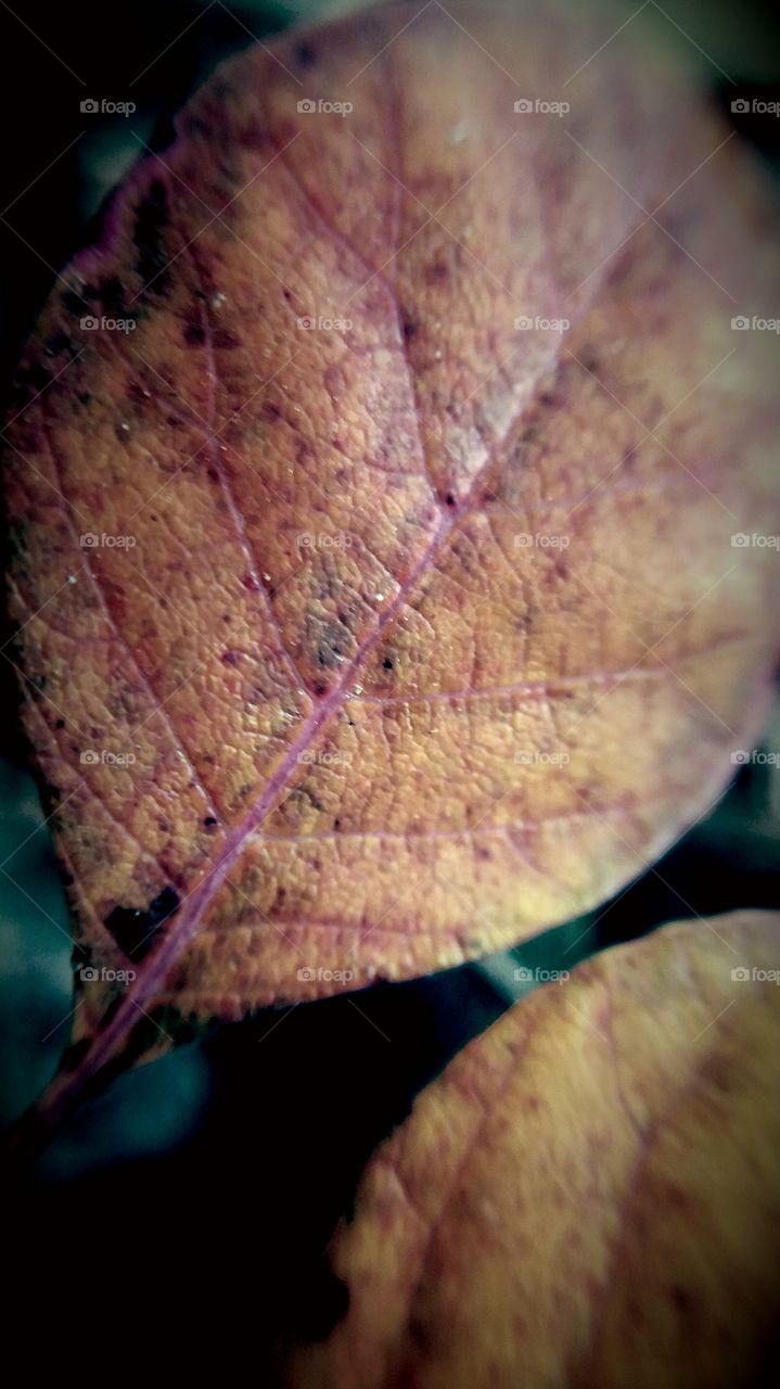 colourful fall leaf