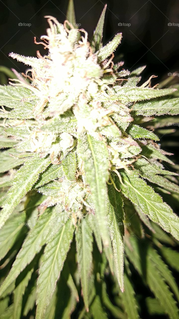 Nature, Marijuana, Leaf, Cannabis, Flora