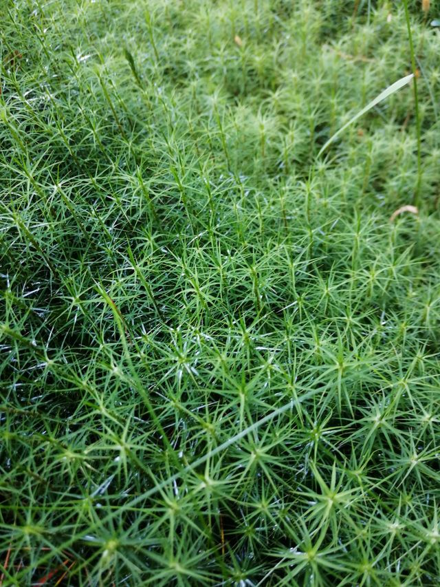 This a kind of grass which I took while I was travelling inside the jungle.