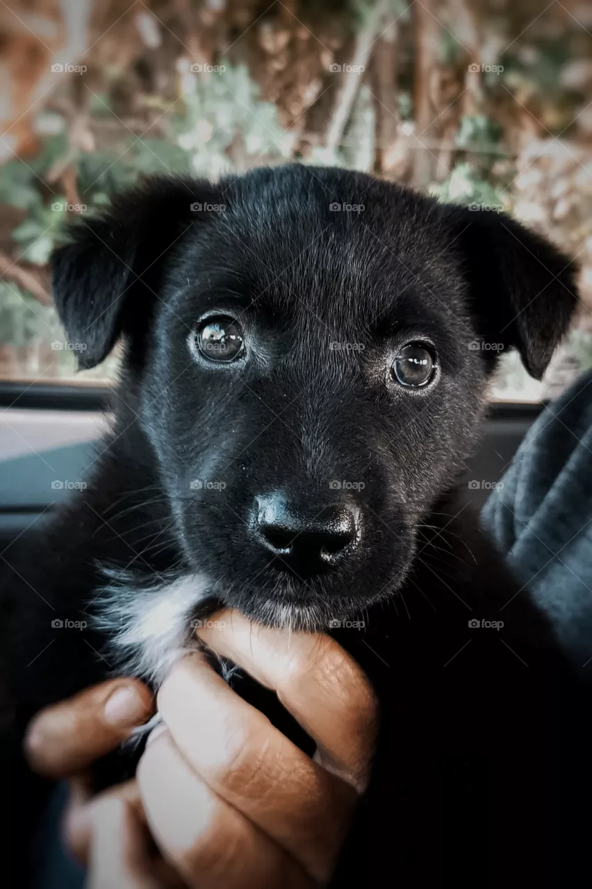Pet dog