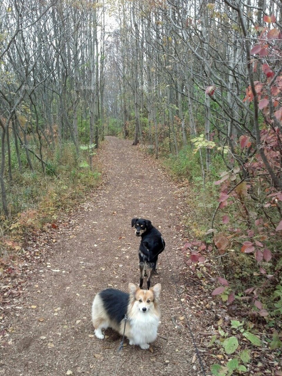 fall dog walk