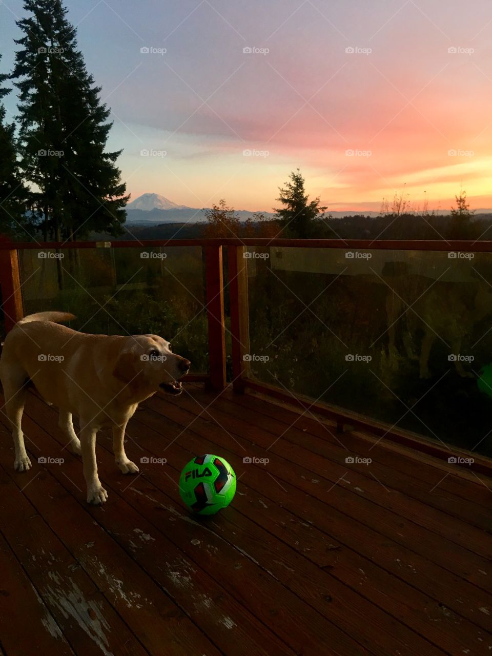 Sunset and a yellow lab in the Northwest USA.!
