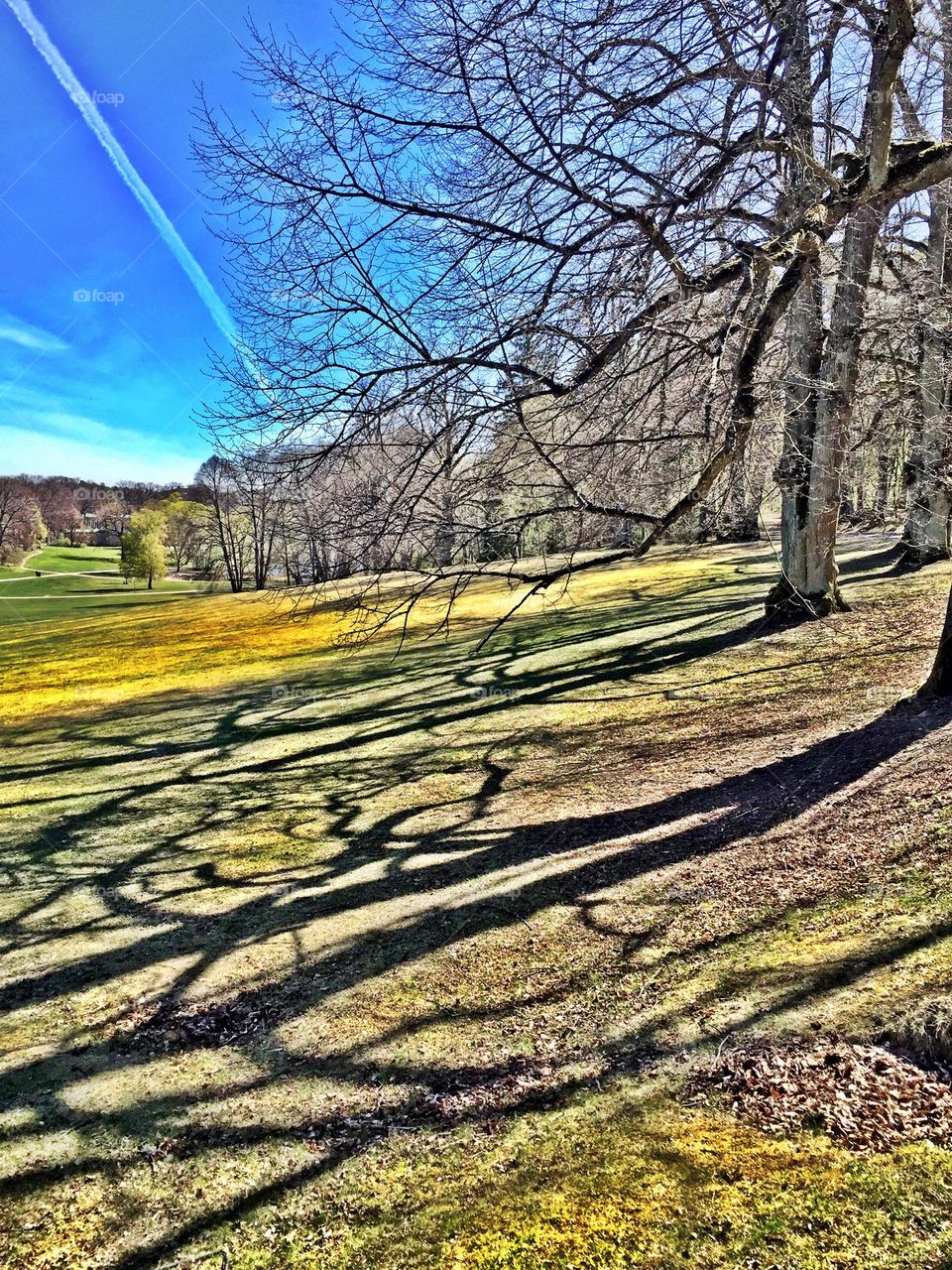 Shadow trees, spring, sun chilly sky, blue