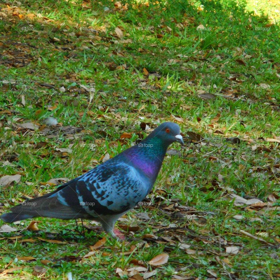 A colorful pigeon stands in the grass and looks around at Lake Lily Park in Maitland, Florida.