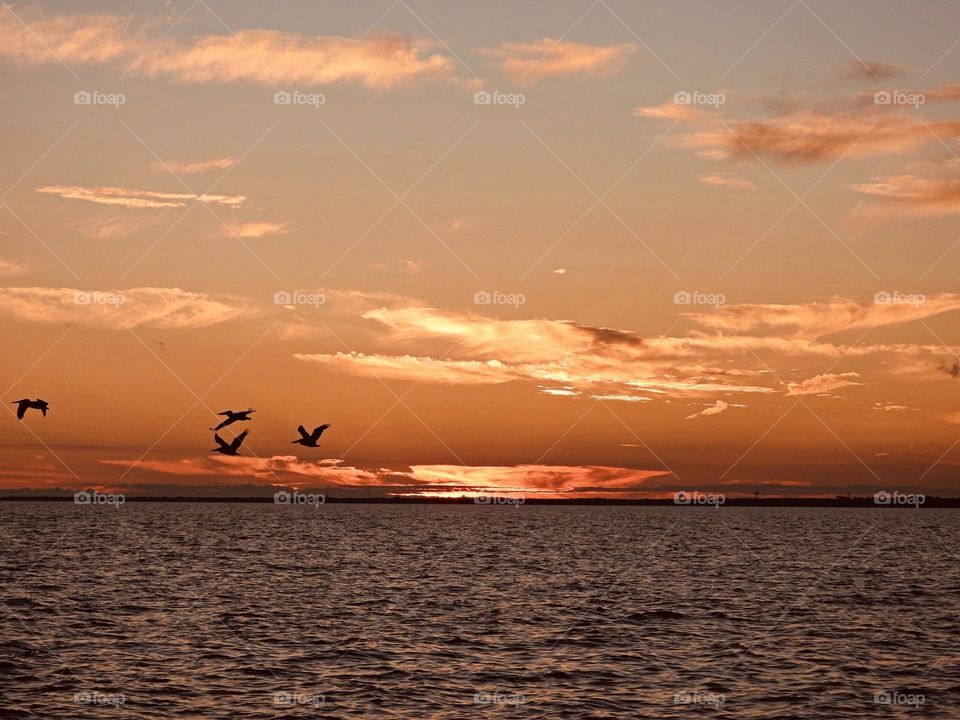 Pelicans flying over the Gulf of Mexico on their way home - The dramatic hurried rush of orange collapses as the sun sinks below the gorgeous, colorful and skyline