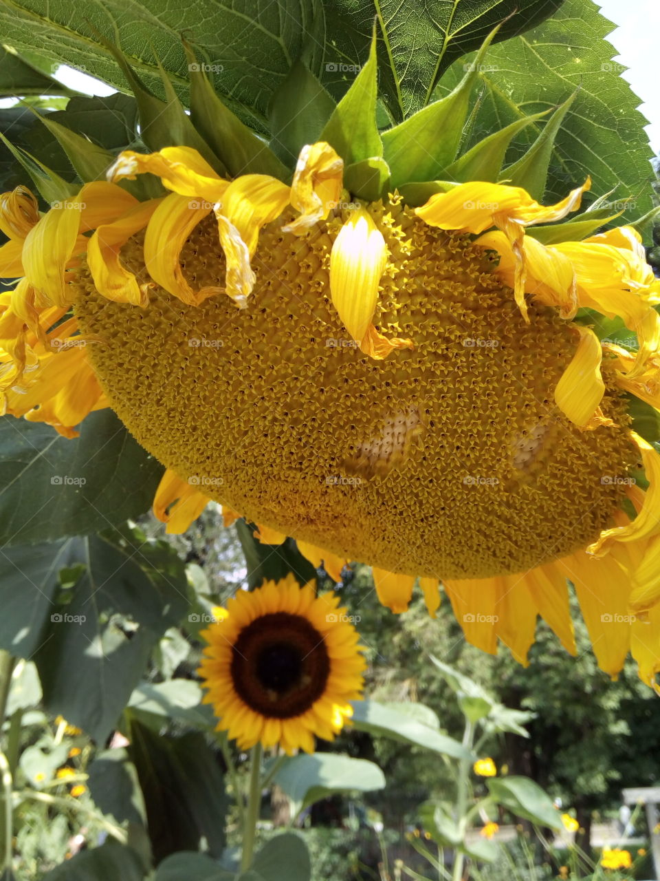 Gengenbach in Schwarzwald