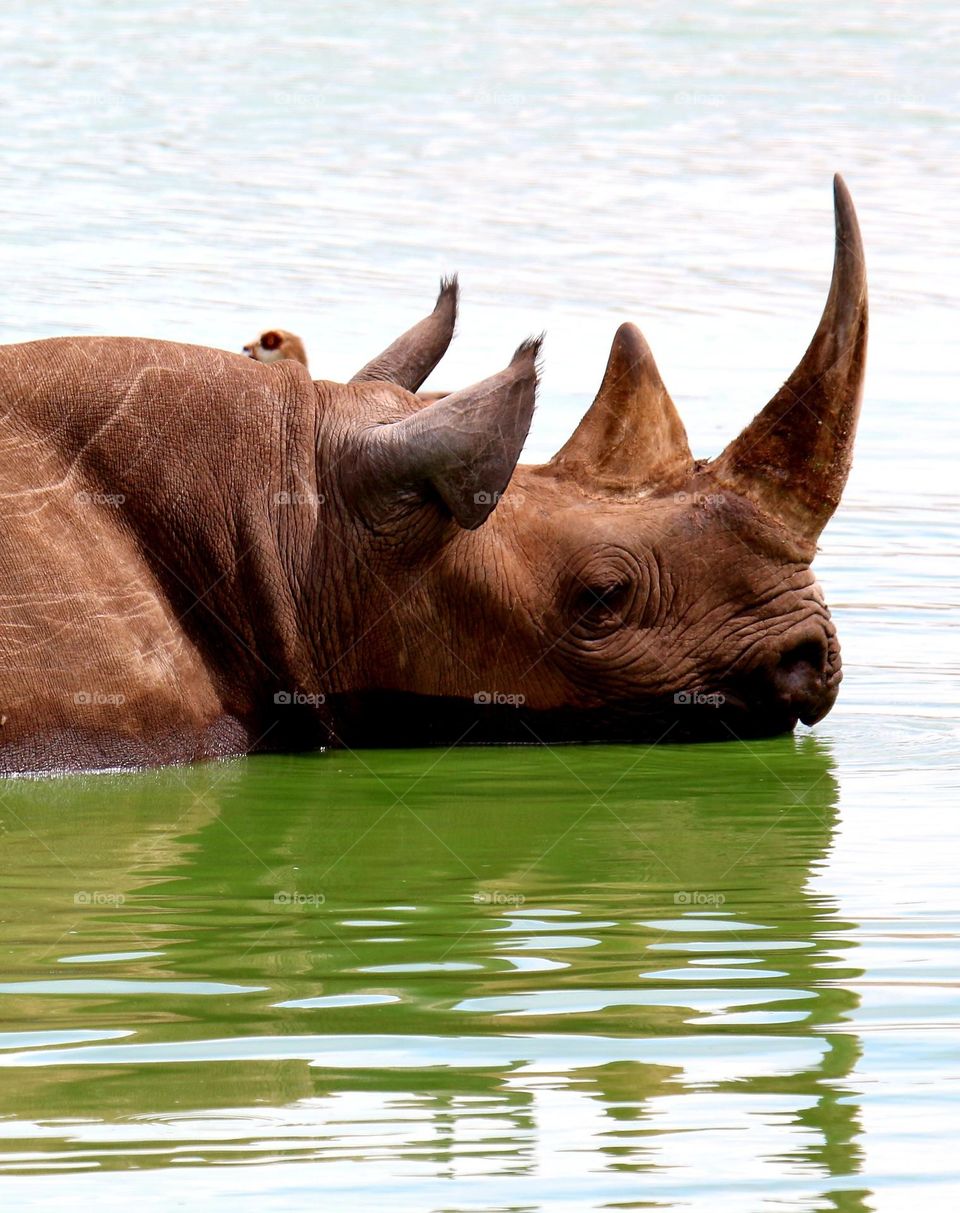 rhino in water