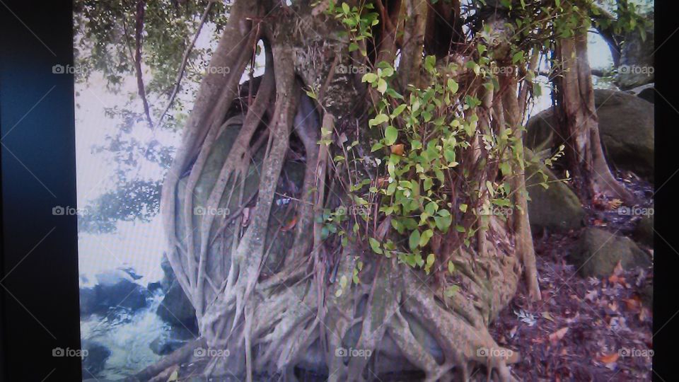 Rock-n-Tree. In Maui on vacation