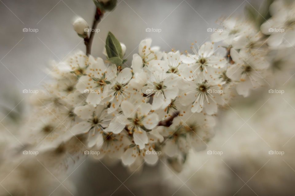 Cherry tree blossom, macro, soft focus