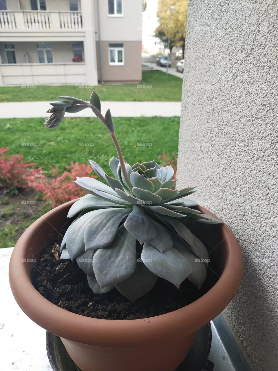 Home plants