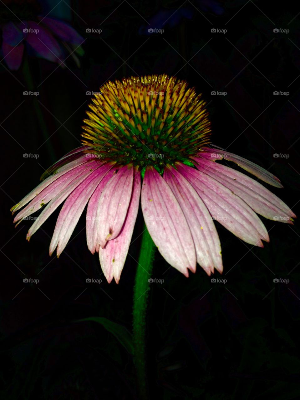 Single Cone Flower Using Flash. My IPhone w flash took this pale pink cone flower. Boston snowstorms over 100 inches affected our perennials this year!