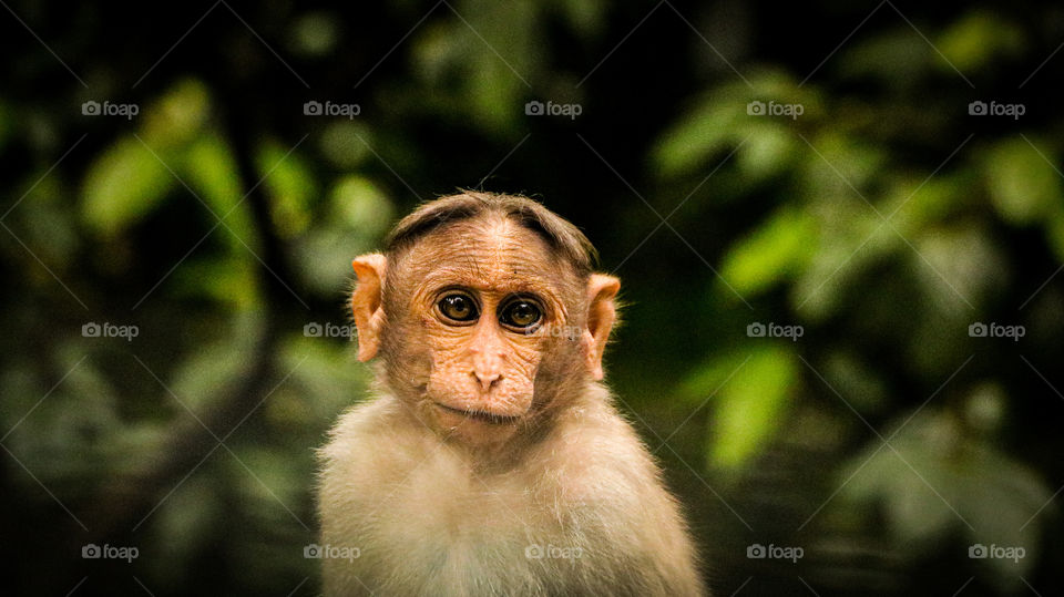 A fun story of an Indian monkey who is giving pose and tempting me to take a portrait... lovely eyes #funny portraits
