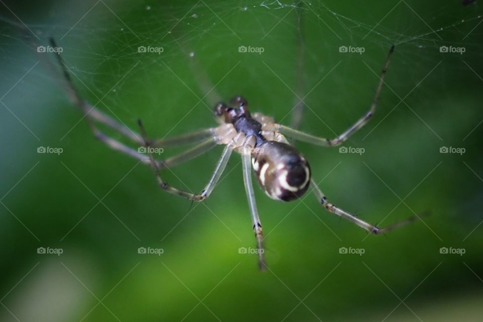 spider