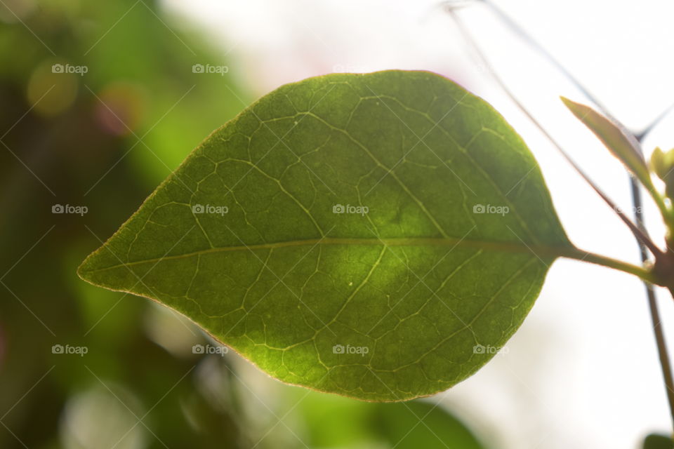lone green leaf
