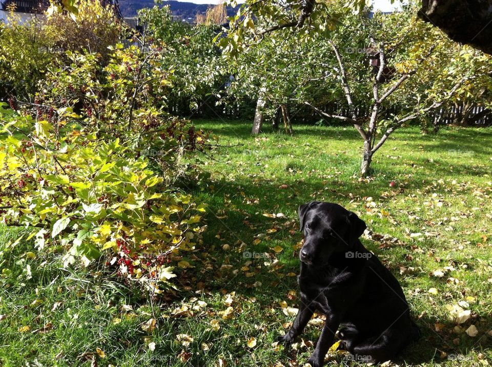 Labrador in the garden 2