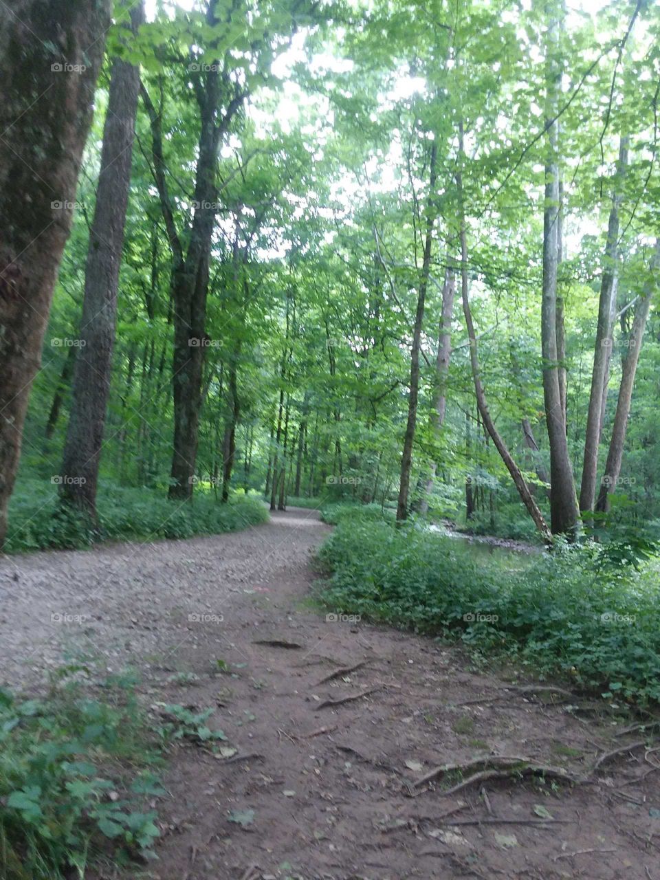 The Gorge Trail