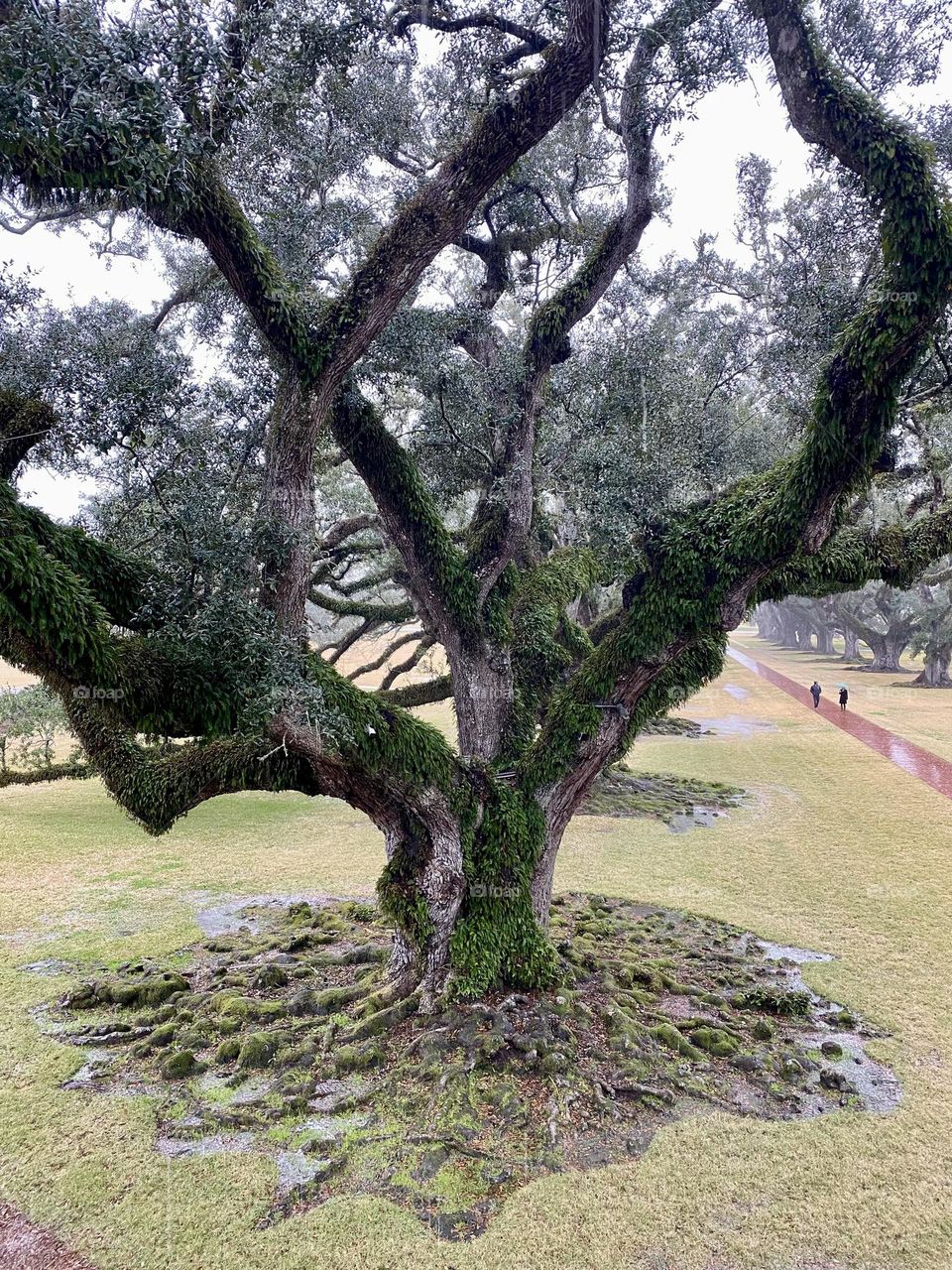 Two people walking along a path behind a beautiful 200 year old live oak tree with rain gathering around the roots