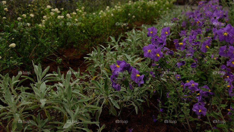 Herb in garden, sage