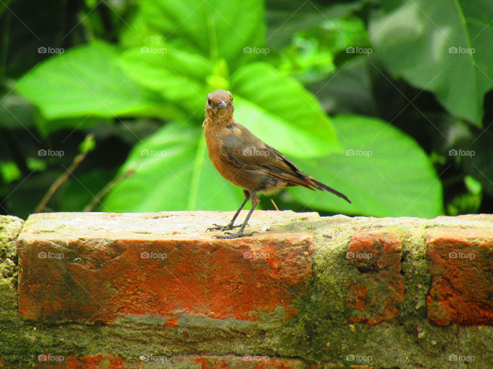 The brown rock chat or Indian chat (Oenanthe fusca) is a bird in the chat (Saxicolinae) subfamily and is found mainly in northern and central India.