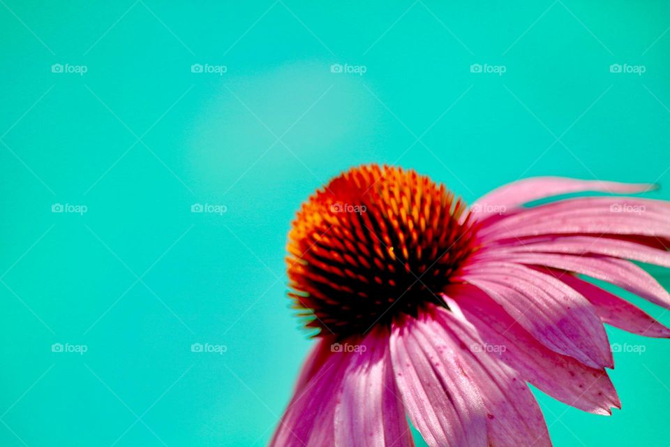 Cone flower in the garden 