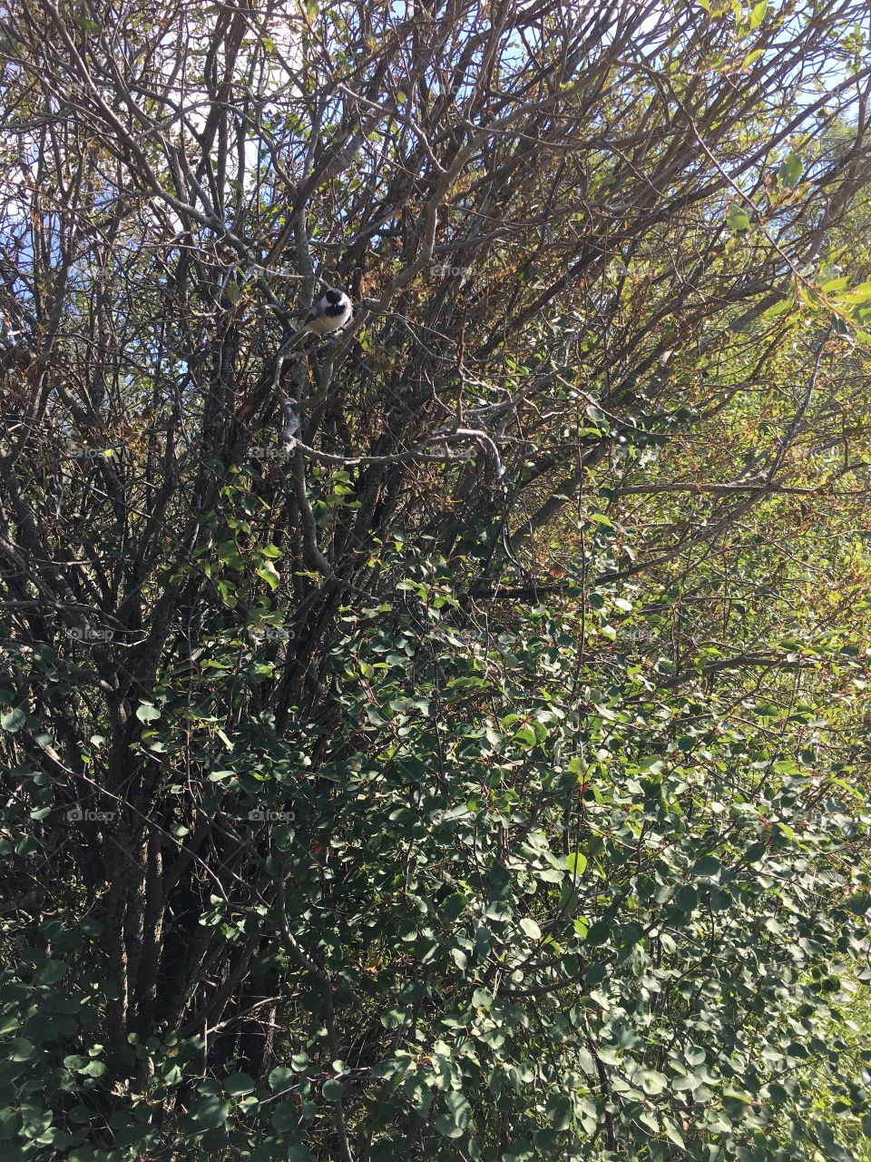 Tree, Nature, Leaf, Branch, Landscape