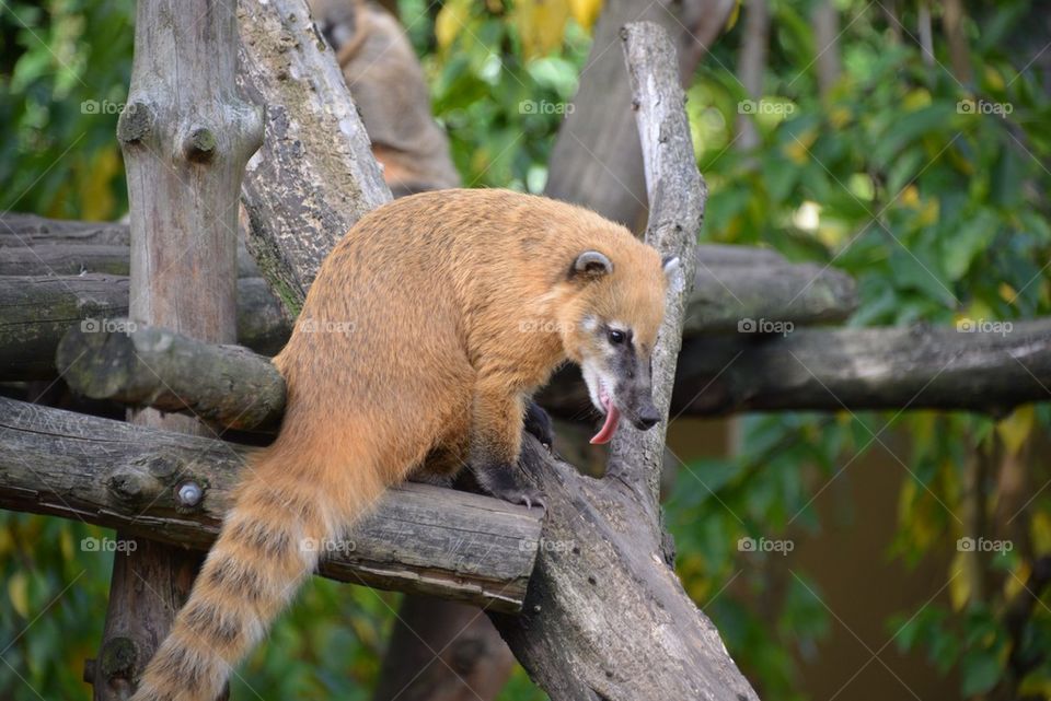 A coati at the zoo of Antwerp