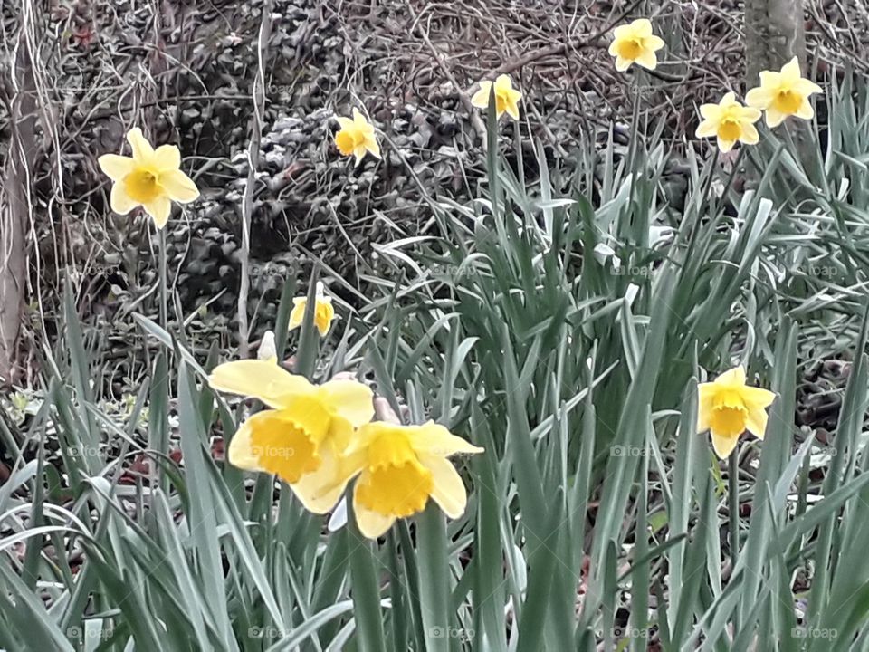 springtime in the wood