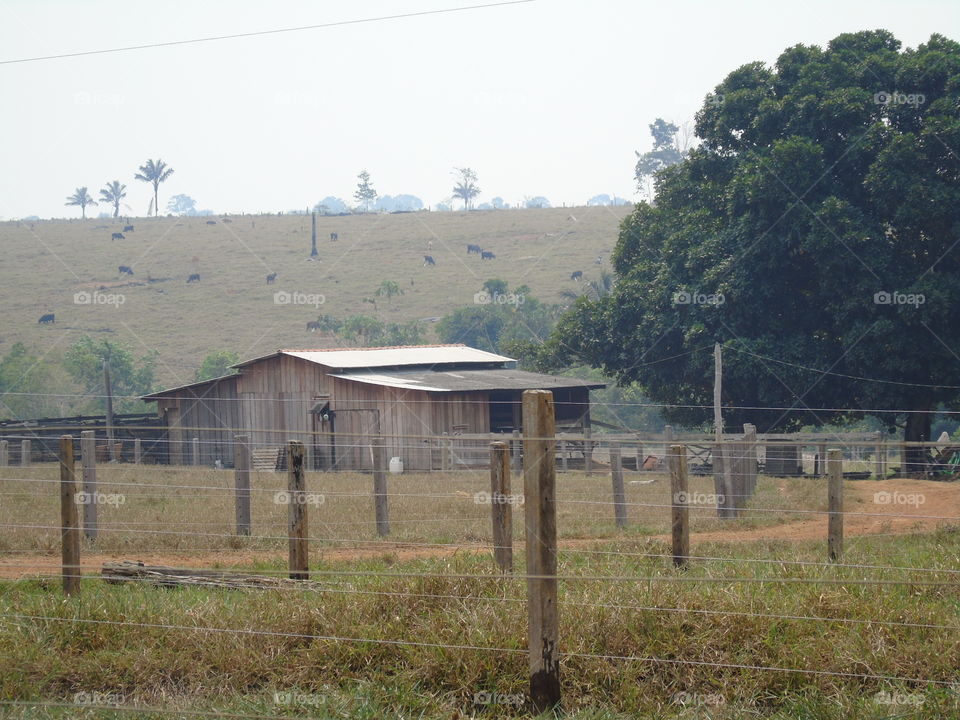 Fence, Landscape, Farm, Agriculture, Tree