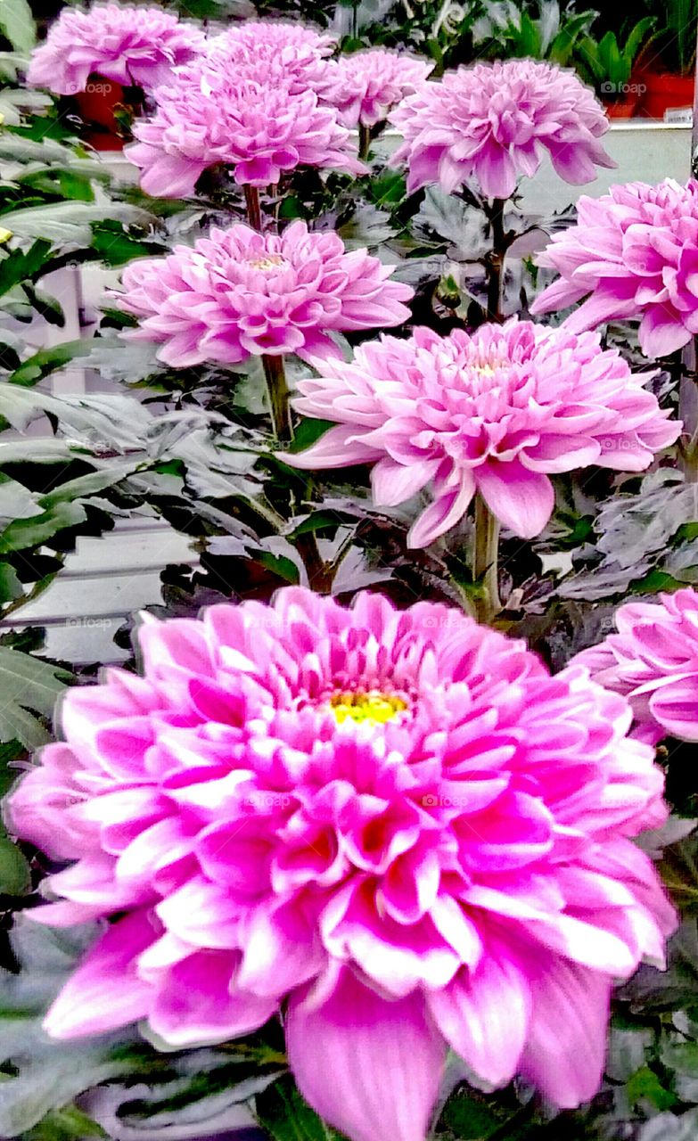 хризантемы