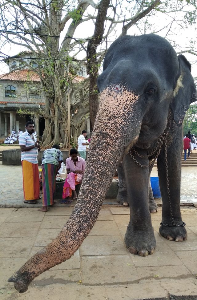 elephant