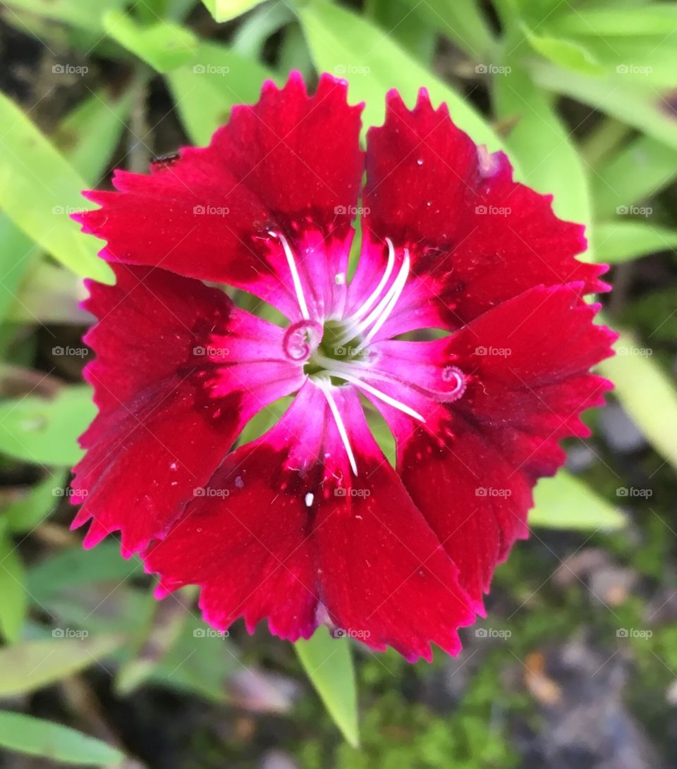 Red flower. 